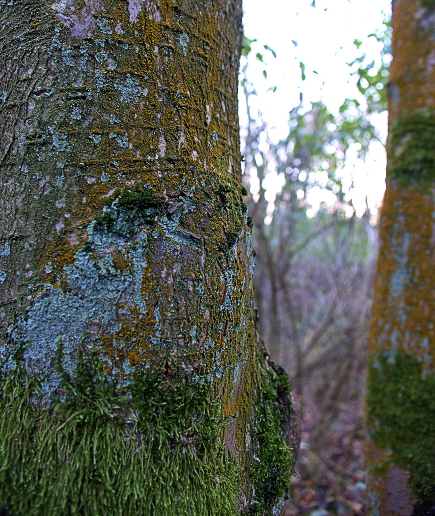 Woody Stuff
