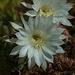 Echinopsis chiloensis