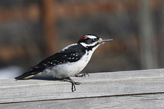 Hairy Woodpecker