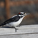 Hairy Woodpecker