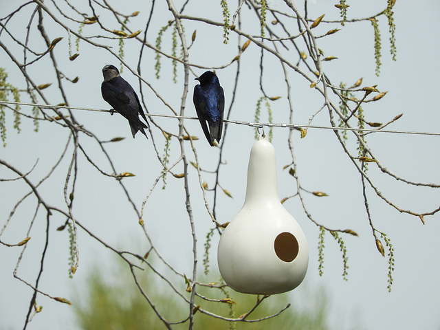 Day 3, Purple Martins, Pt Pelee