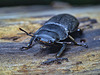 Dorcus parallelipipedus, The Lesser Stag Beetle