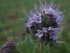 Bienenfreund (Rainfarn-Phazelie)