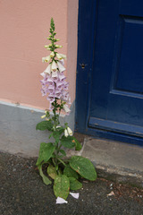 Foxglove And Bee By A Blue Door