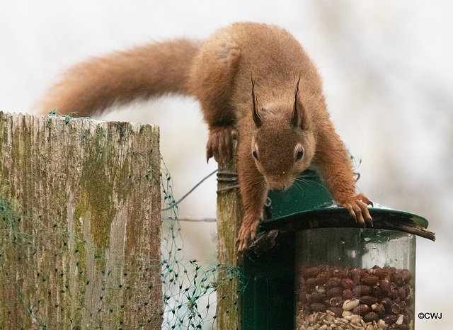 Red Squirrel finally figuring out after six months, how to access the nuts in the feeder!