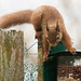 Red Squirrel finally figuring out after six months, how to access the nuts in the feeder!