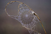 Die Schönheit eines Spinnennetzes - The beauty of a spider's web