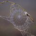 Die Schönheit eines Spinnennetzes - The beauty of a spider's web