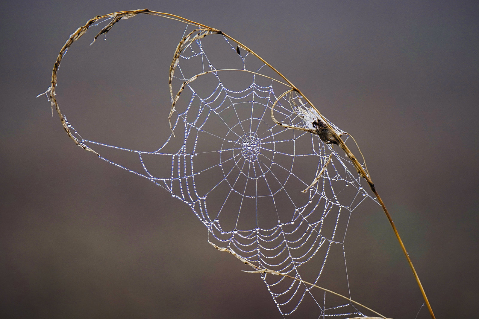 Die Schönheit eines Spinnennetzes - The beauty of a spider's web