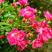 20220923 1784CPw [D~LIP] Büschel-Rose (Rosa multiflora), UWZ, Bad Salzuflen