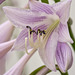 a hosta in my garden