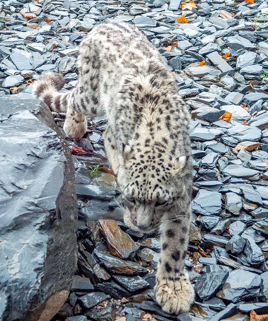 Snow leopard