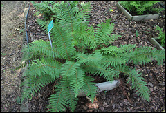 Polystichum setiferum