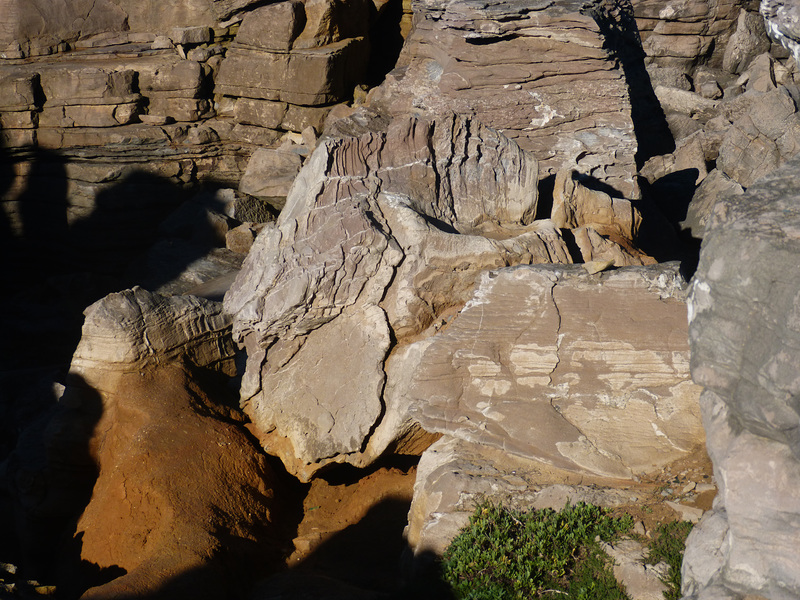 Peniche  V    -      European shags