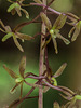 Tipularia discolor (Crane-fly orchid)