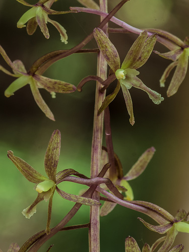Tipularia discolor (Crane-fly orchid)
