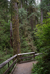 Quinault Rain Forest (#1388)