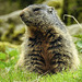 20170426 0676CPw [D~BI] Alpenmurmeltier (Marmota marmota), Tierpark Olderdissen, Bielefeld