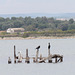 Two Cormorants and a seagull on the remains of the old shack, Alvor estuary (2015)