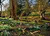 Snowdrops at Milborne Wick