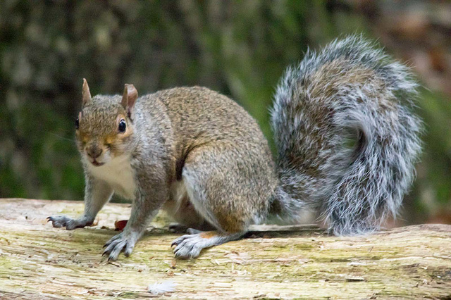 Squirrel 1 (3)
