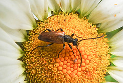 20200621 8600CPw [D~LIP] Rothalsbock (Leptura ruba) [m], Bad Salzuflen