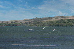 three pelican take-off