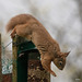 Red Squirrel finally figuring out after six months, how to access the nuts in the feeder!