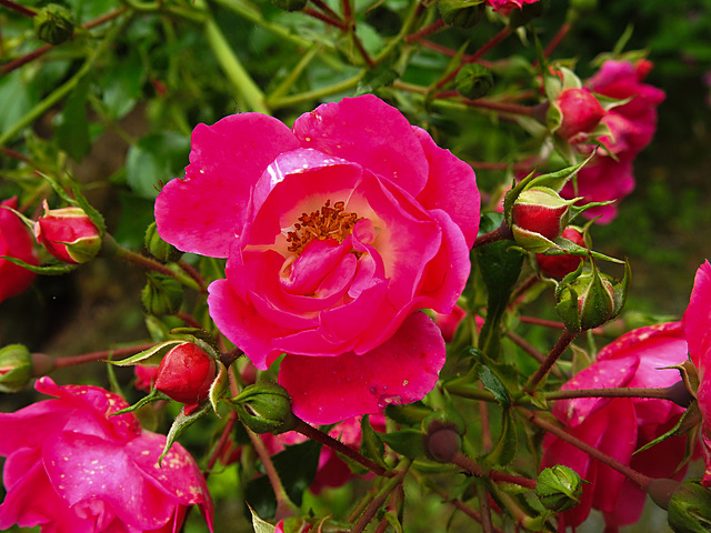 20220923 1785CPw [D~LIP] Bengel-Rose (Rosa chinensis), UWZ, Bad Salzuflen