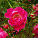20220923 1785CPw [D~LIP] Bengel-Rose (Rosa chinensis), UWZ, Bad Salzuflen