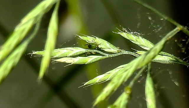20230608 0752CPw [D~LIP] Blattlaus, Schwingel (Festuca agg), Blattläuse, Bad Salzuflen