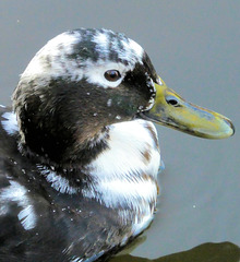 Stracciatella-Ente