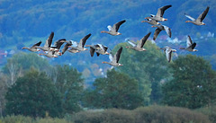 Flugschau der Wildgänse (2 PiPs)