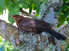 Stunned blackbird
