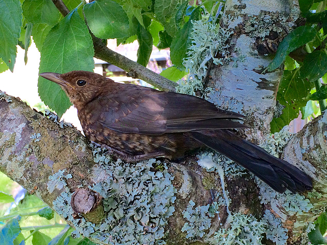 Stunned blackbird