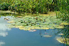 Lilypond