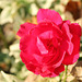 November Roses