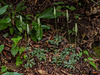 Goodyera pubescens (Downy Rattlesnake Plantain orchid)