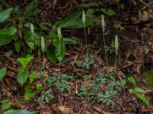 Goodyera pubescens (Downy Rattlesnake Plantain orchid)