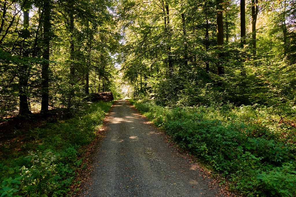 waldweg-01461-co-11-09-16