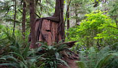 Quinault Rain Forest (#1393)