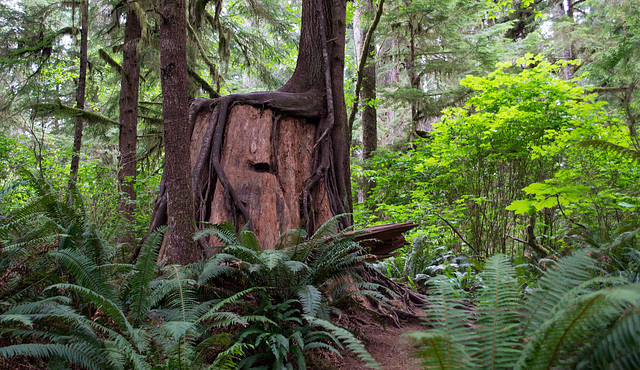 Quinault Rain Forest (#1393)