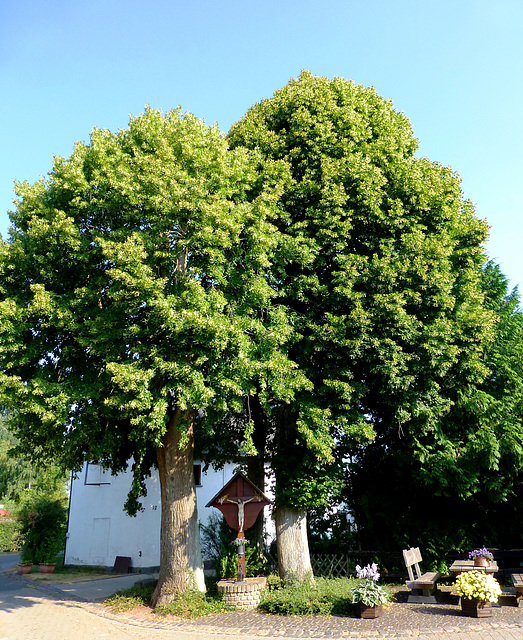 DE - Schleiden - Wolfgarten