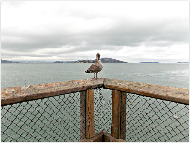 Sitting on the Fence