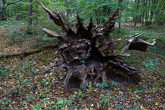 Participe au développement d'un écosystème , la seconde vie d'un arbre mort