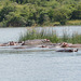Uganda, Hippos on the Victoria-Nile River