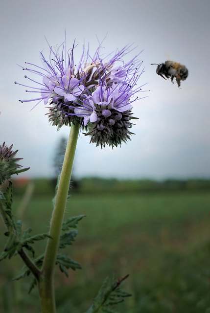 Bienenfreund (Rainfarn-Phazelie)