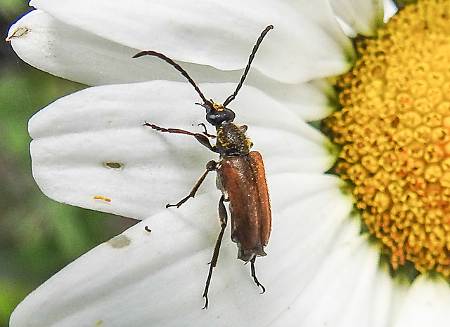 20200621 8601CPw [D~LIP] Rothalsbock (Leptura ruba) [m], Bad Salzuflen