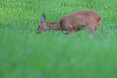 Chevrette très occupée à manger de l'herbe