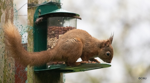 Red Squirrel finally figuring out after six months, how to access the nuts in the feeder!